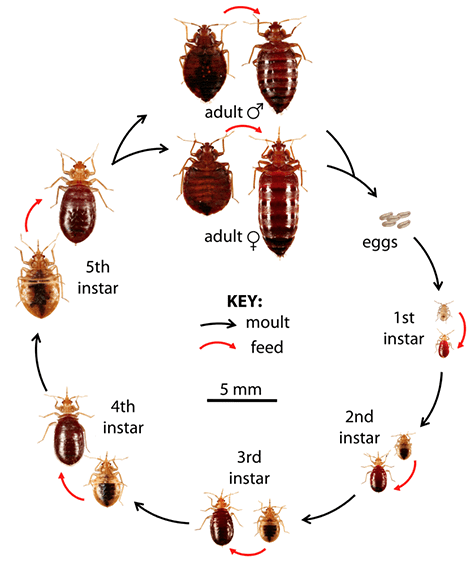 Bed Bug Temperature Chart