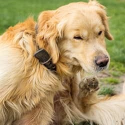 If You Want To Know How To Get Rid Of Fleas Call Pine State Pest Solutions dog itching because of fleas