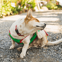 If You Want To Know How To Get Rid Of Fleas Call Pine State Pest Solutions dog itching because of fleas
