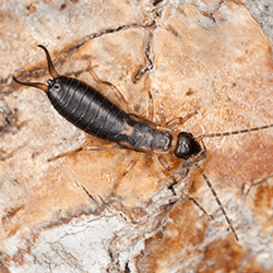 Learn How To Keep Earwigs Out Of Your Home earwig crawling on granite