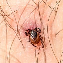 Protect Your Family And Friends From Tick Dangers With Pine State Pest Solutions tick engorged on maine resident