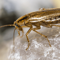 Learn How To Avoid German Cockroaches This Summer german cockroach in maine home