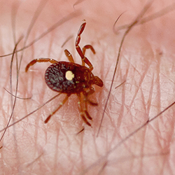 Learn How To Avoid The New Tick Threat In Maine lone star tick on skin