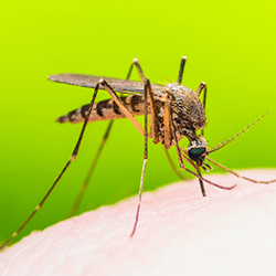 Learn How To Avoid Mosquitoes In Maine mosquito bite