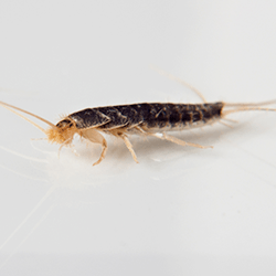 Keep Silverfish Out Of Your Home With Pine State Pest Solutions silverfish crawling on floor