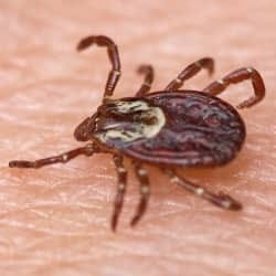 Protect Your Family And Pets With Tick Control Services tick up close