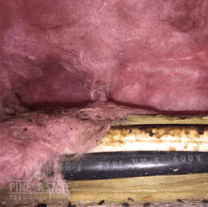 Keep Your Home Safe And Disease Free With These Rodent Control Tips mouse droppings that have infested the insulation in a maine home