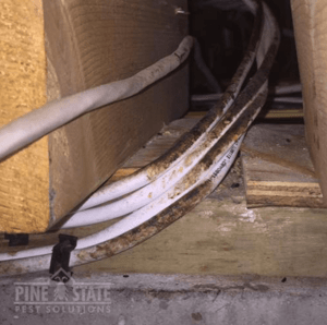 Learn To Look For The Signs Of Pests rub marks caused by rodents on an interior wall